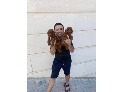 Renk renk orjinal toy poodle yavrularımız güncel ankara