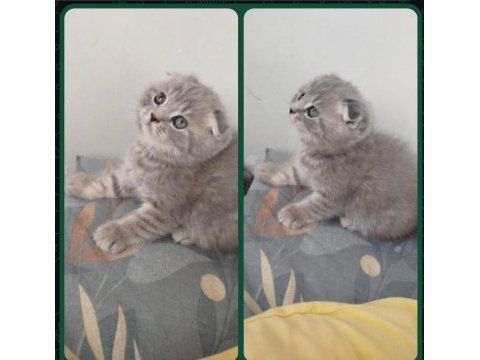 Scottish fold erkek