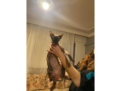 14 aylık 1 erkek ve 1 dişi sfenks