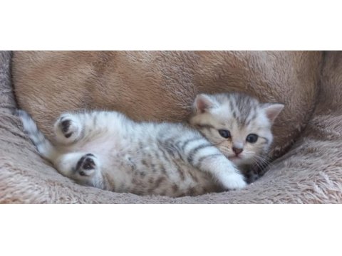 British shorthair 2 aylık dişi sağlıklı
