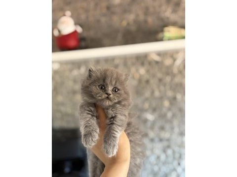 Brıtısh longhaır gri yavrularım 