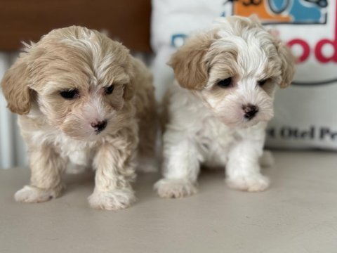 Çok özel tea cup kore maltipoo yavrularımız