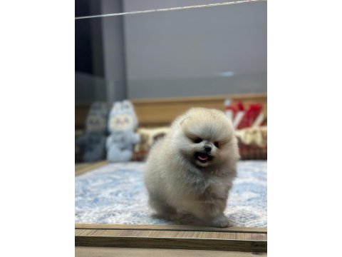 Orjinal pomeranian boo yavrularımız