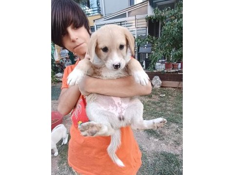 Kırma terrier anneden 5 tatlış yavru