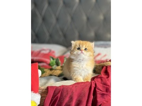 Yüksek kalite golden british longhair