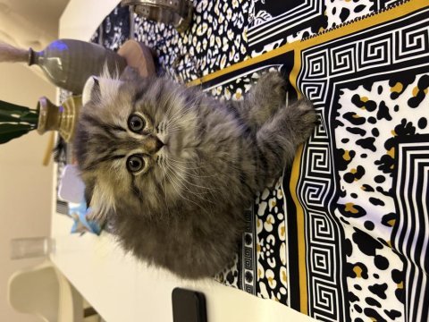 Scottish fold yavrularım