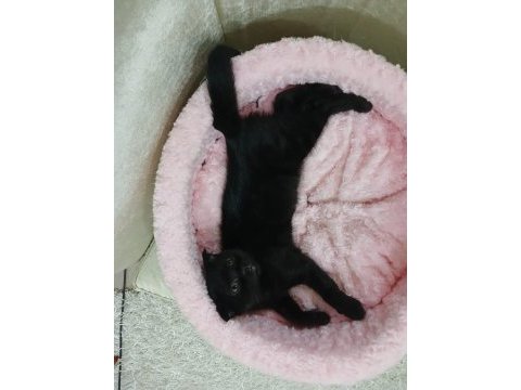 Sevgı yumagı scottish fold bebegım