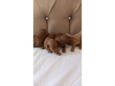 Toy poodle bebekler