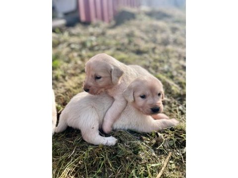 Golden retriever yavrular