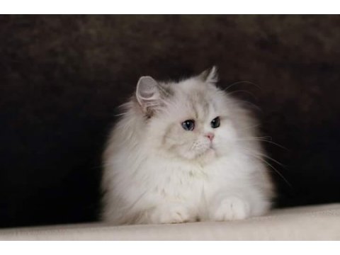 Özel bir british longhair kedimiz