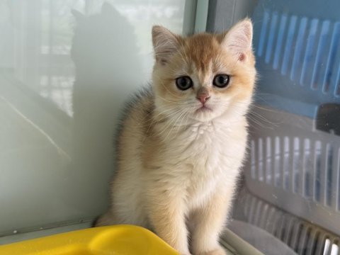 Ankarada ziyarete açık golden british shorthar yavrular
