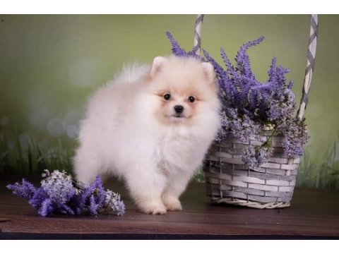 Pomeranian spitz