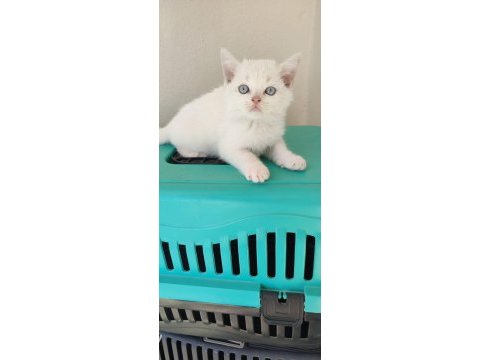 British shorthair beyaz miniklerr