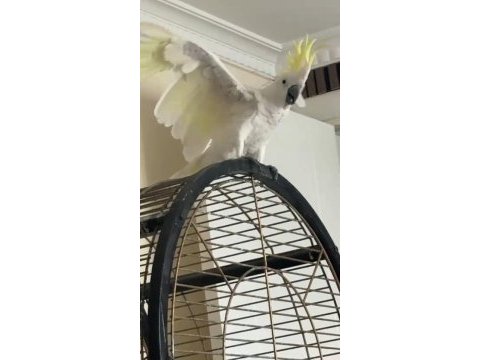 Yarı evcil sülfür kakadu