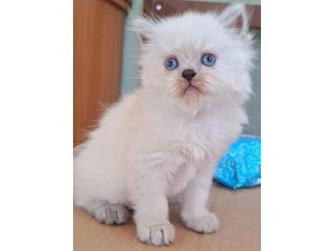 British blue point dişi yavru