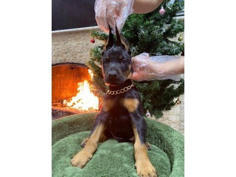 Orijinal king doberman yavruları