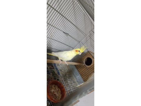 Lutino takım sultan papağanı