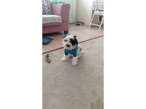 3 erkek terrier bebeğim