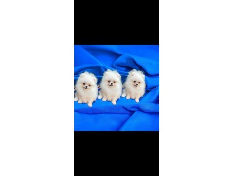 Pomeranian boo teacup