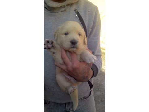 Golden retriever yavrusu köpekler
