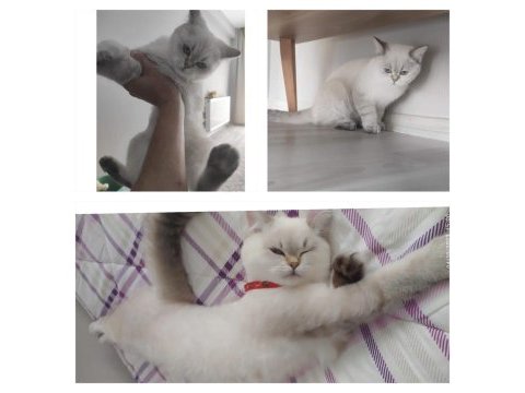 Beyaz pamuk kedim 6 aylık dişi