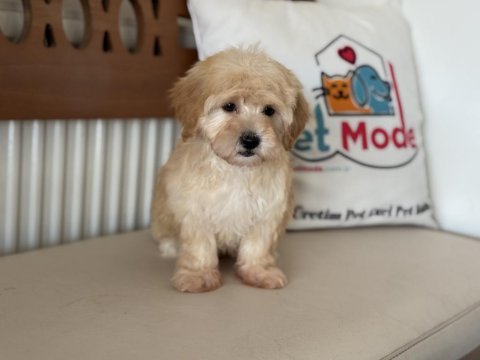 Petmode köpek çiftliğinden maltipoo yavrularımız