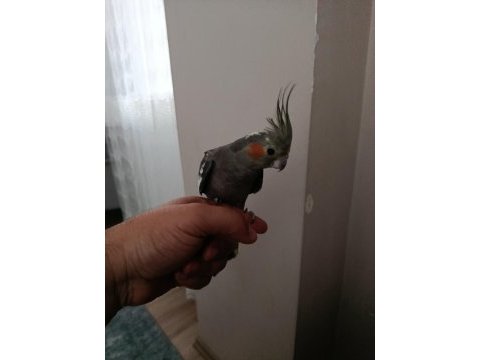 6 aylık dişi ele alışık sultan papağanı