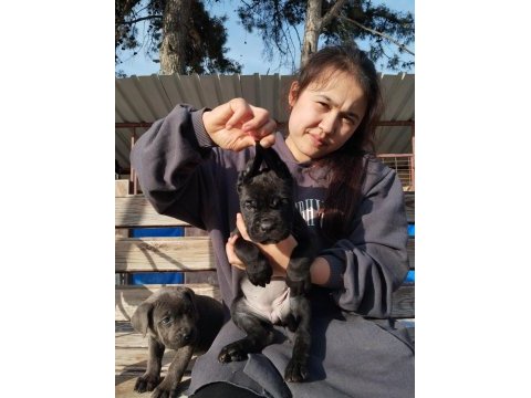 Cane corso yavrularımız çiftliğimızden