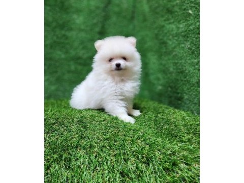 Pomeranian yavrular