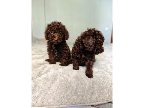 Çıkolatalı toy poodle bebekler