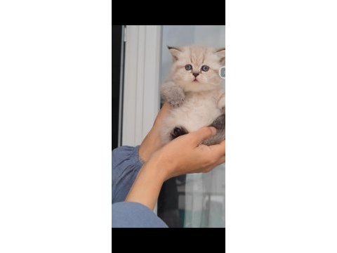 British shorthair kedisi