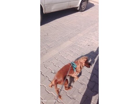Köpeğimize acil yuva arıyoruz
