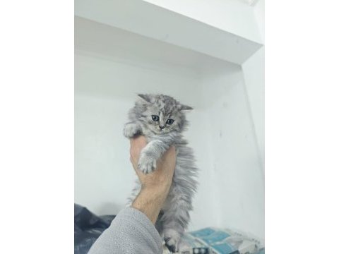 2 aylık dişi british longhair