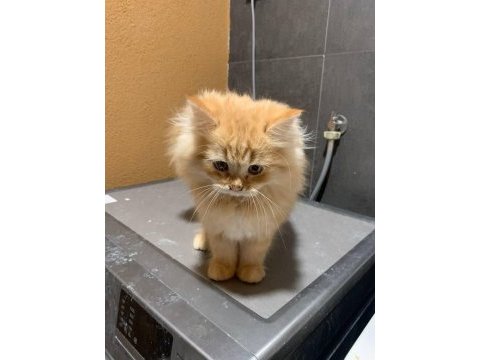 British longhair bursa 5 adet acil ücretsiz