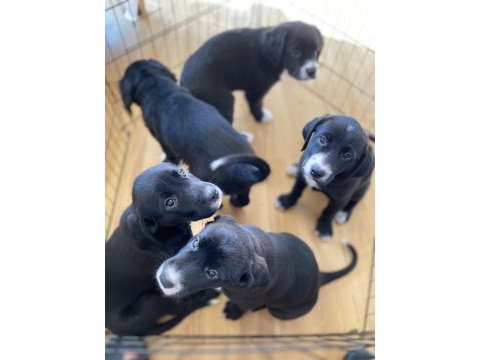 Labrador yavru köpeğimiz
