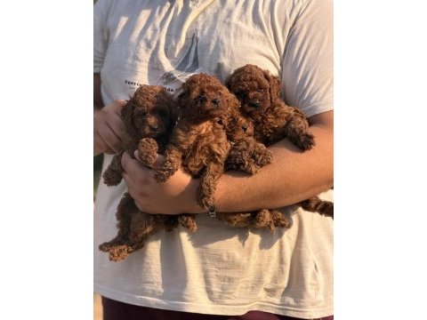 Çiş eğitimli sağlık garantili aşılı toy poodle 