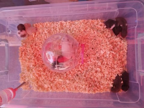 Bebek yavru ve yetişkin suriye -gonzeles hamsterlar