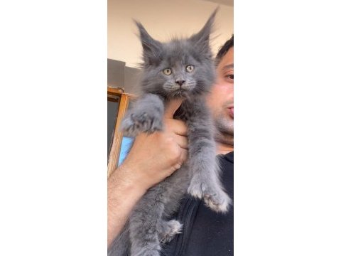 6666 polydactly dev xxxl erkek maine coon