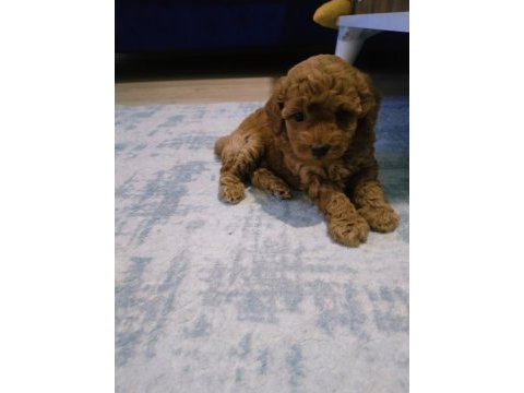 Toy poodle yavrularımız 50 günlük sağlıklı