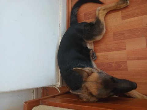 10 aylık alman çoban köpeği (workline- show line) melez