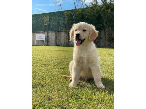 Baby face golden yavruları 