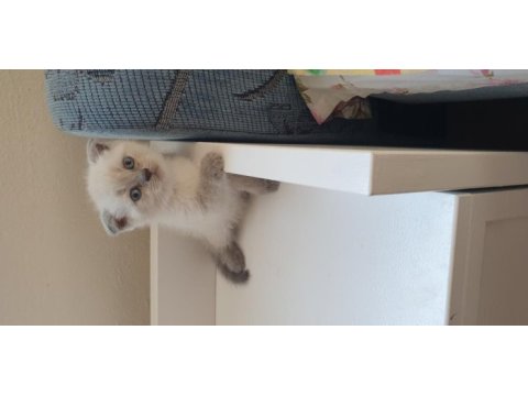 British shorthair ve scottish fold