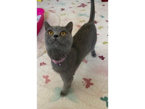 Acil sahiplendirilecek british shorthair