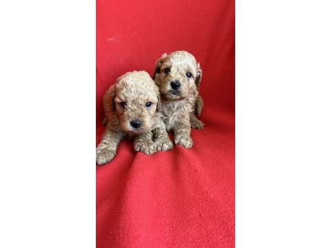 Maltipoo yavrularım yeni yuvasını bekliyor