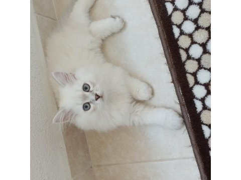 Bulut paşa british longhair