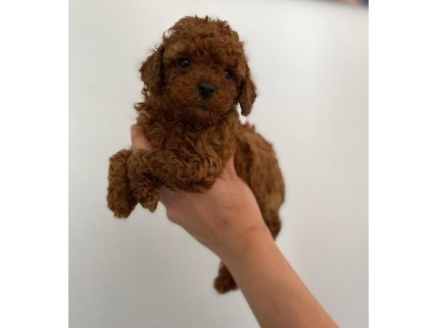 Maltipoo patili dostlar ev doğumlu