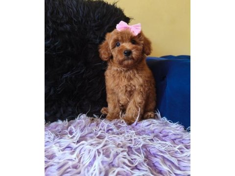 Dişi toy poodle bebeğimiz