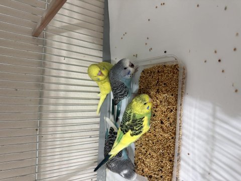 Jumbo muhabbet yavruları yeme düşmüştür
