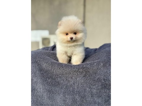 Pomeranian boo köpeğimiz