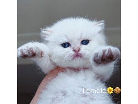 Erkek british longhair kedim